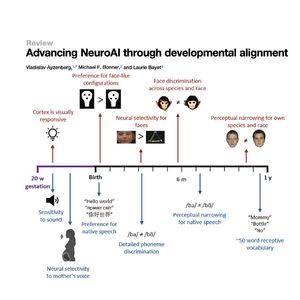 1518-Models of Neurodevelopment in Humans and Machines