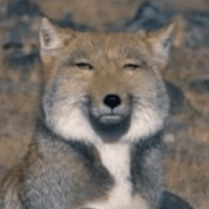 藏狐狸精分读书