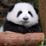 小王论文不愁