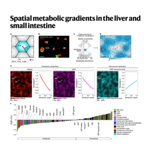 225-Spatial Metabolic Gradients in Liver and Intestine
