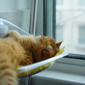 Vol.005 三十岁之后分享欲已经比性欲还低了