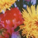 Hotel Ugly - Shut up My Moms Calling (Sped up)