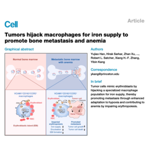 270-Iron Recycling Macrophages Drive Bone Metastasis Anemia