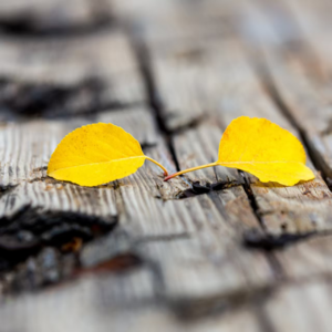 秋分夜，让肖邦与星空为你铺就安眠之路