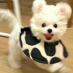 晖晖子