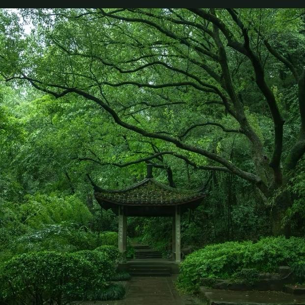 podcast-avatar