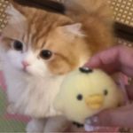 不熬夜小猫
