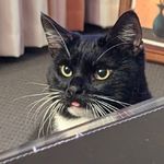 Hamish
