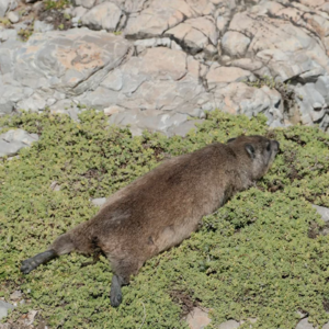 04 Live南非 | 我们在桌山被吹到风寒