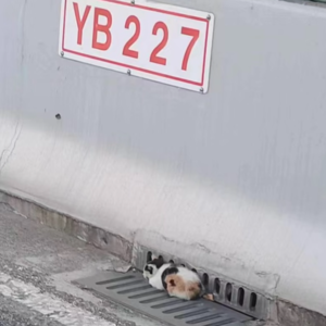 EP.19 |在高架路上遇到猫,该怎么办?