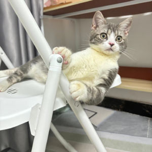 试养猫咪一周后，我还是放手了