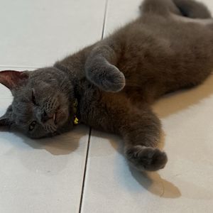 podcaster-avatar