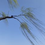 云朵喝泥巴