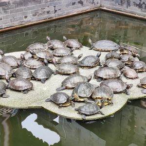 天天兔