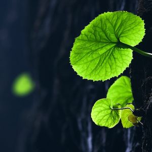 秋冥｜三伏灸专题