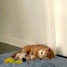 小汪小汪吃饭用缸