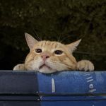 catsalty
