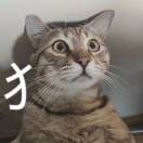 月球水母