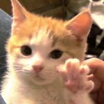 小猫用户1022