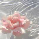 固所愿之不敢请耳