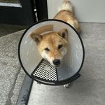 公交车很难等