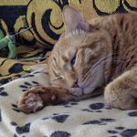 橘子爱我我爱随变