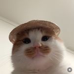 蓠狸离篱梨