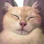 肖茂咪