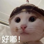 勇敢倔强小丧彪-学习版