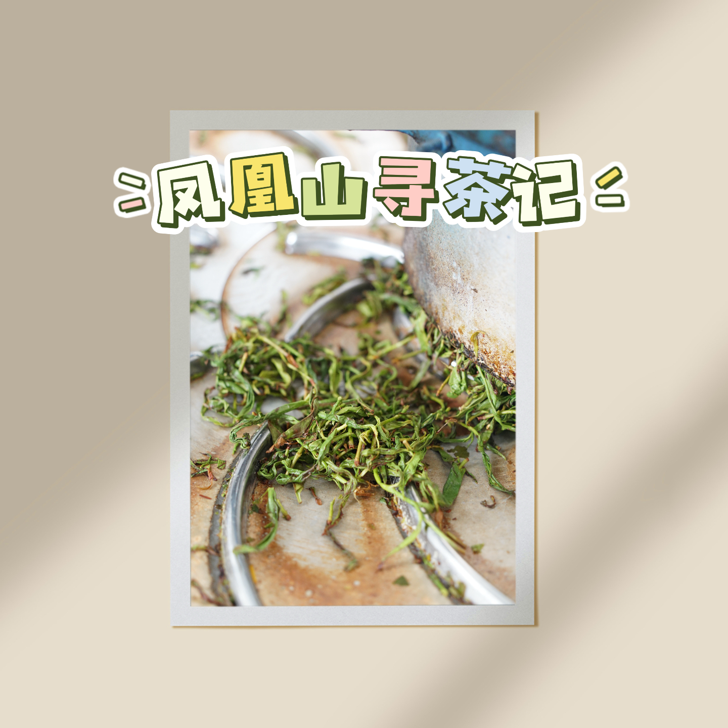 95｜凤凰山寻茶记——一条鸭屎香的24时辰