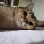 挂在天上放光明