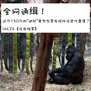 全网通缉！这只150斤的“逃犯”竟然在案发现场淡定吃香蕉？Vol.26【乌龙档案】