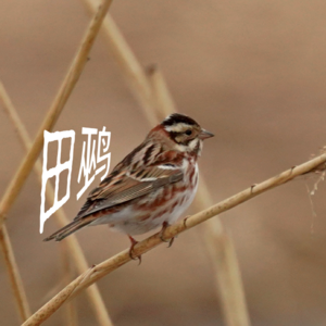 14.把生活还给生活，把AI还给工具