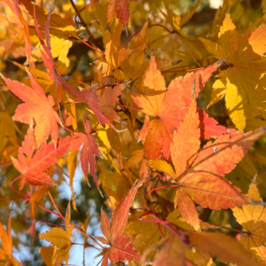 崭新的一个月又开始了，希望每天都能刷新自己