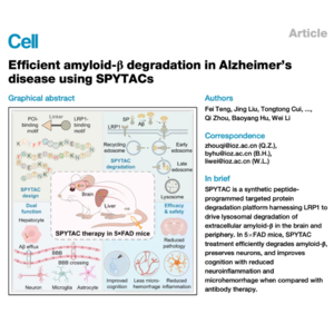 649-SPYTAC:基于LRP1介导的阿尔茨海默症淀粉样蛋白降解平台