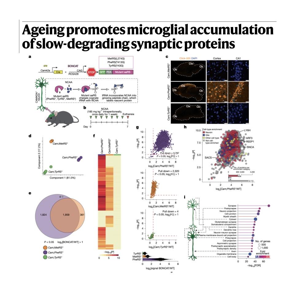 1036-Ageing and Decline of Neuronal Proteostasis Dynamics episode artwork