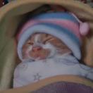zzz_hPbb