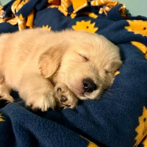 今日也要吃鸡肉