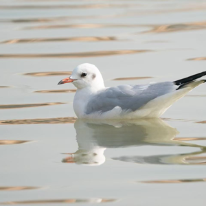 太湖边的红嘴鸥又来了