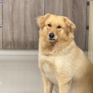 Vol11.本命年玄学还是命运的拨弄