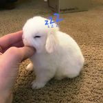 秋秋就是我