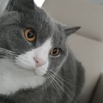 莫扎堆