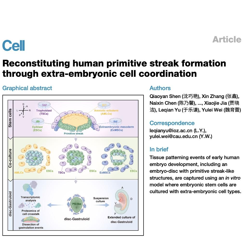 1321-Reconstituting Human Gastrulation episode artwork