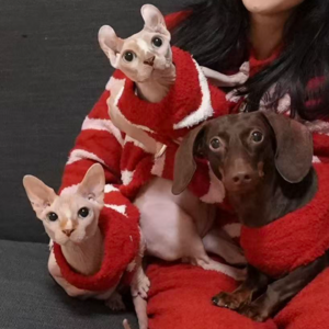 漫谈“宠物健康”｜委屈自己也不能委屈小猫小狗！