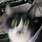 屋顶上有小猫