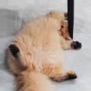 Guo_MT