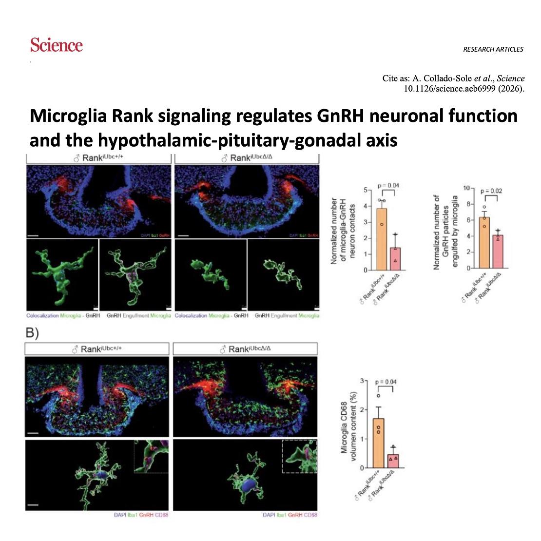 1063-Microglia Rank Signaling: A Key Regulator of Fertility episode artwork