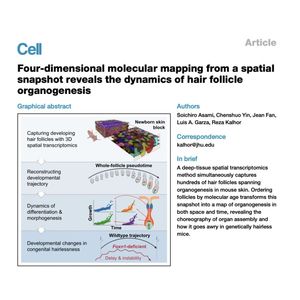 1313-Spatiotemporal Dynamics of Hair Follicle Organogenesis