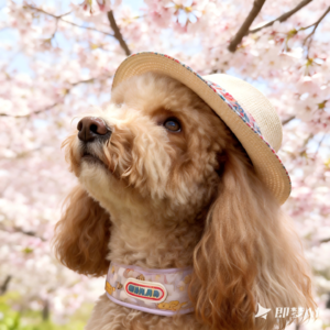 Vol.32 宠物医生：越来越多的人把宠物当成了家人