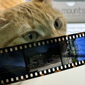 狡猾毛球